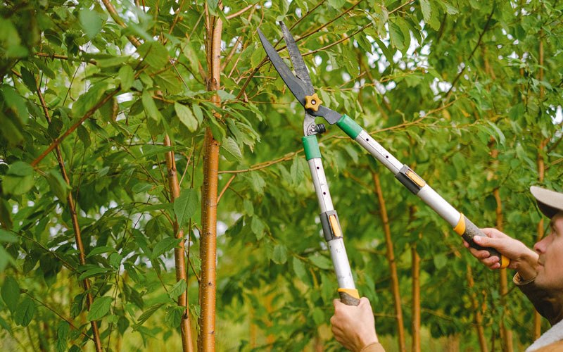 Tree trimming in Larrabee, IA