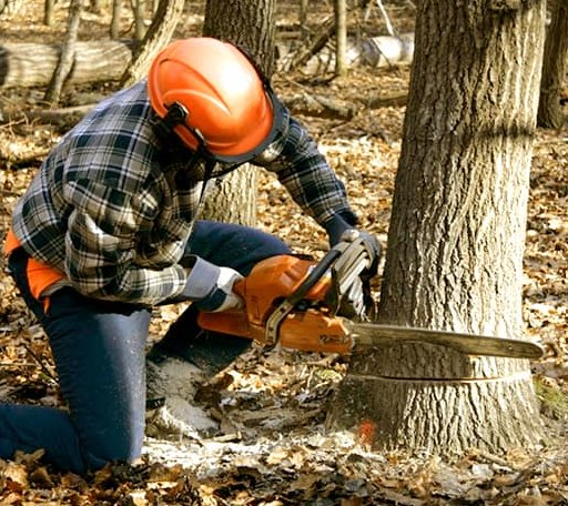 Tree Removal in Larrabee, IA